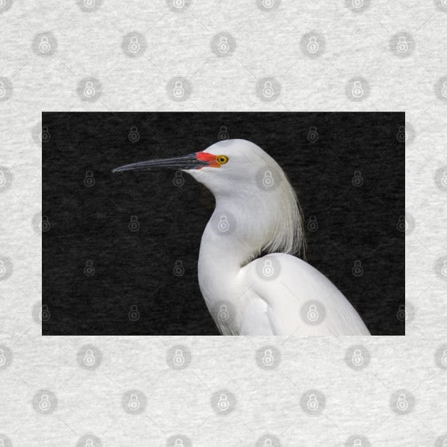 Egrets...I've had a few - Snowy Egret by Jim Cumming